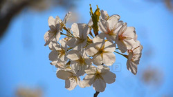 Video real Sakura-cherry blossom-19