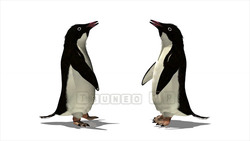 映像CG ペンギン Penguin120421-004